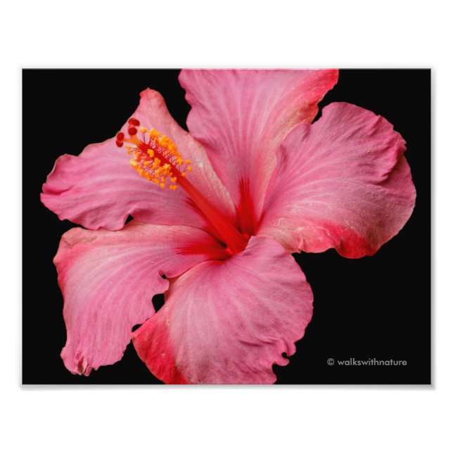 Closeup of a Beautiful Pink Hibiscus Photo Print (Front)