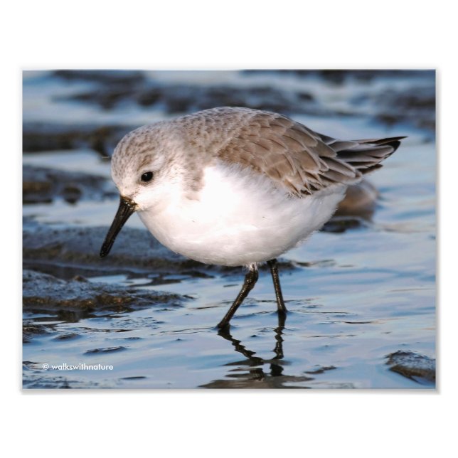 Closeup of a Busy Sanderling Photo Print (Front)