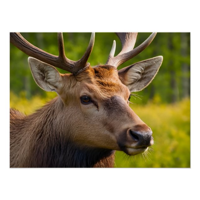Closeup Of A Deer Poster (Front)