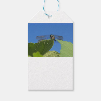 Closeup of a dragonfly against a bright blue sky gift tags