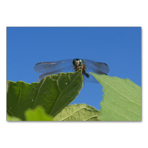 Closeup of a dragonfly against a bright blue sky table number