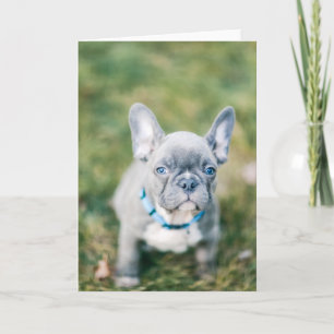 Closeup of a French Bulldog Card