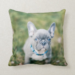 Closeup of a French Bulldog Cushion