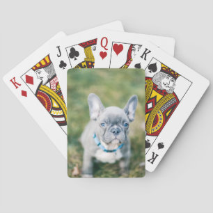 Closeup of a French Bulldog Playing Cards