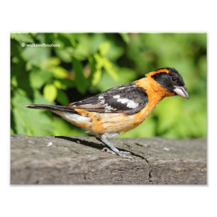 Closeup of a Handsome Black-Headed Grosbeak Photo Print