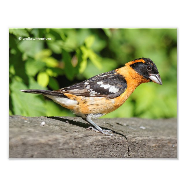Closeup of a Handsome Black-Headed Grosbeak Photo Print (Front)