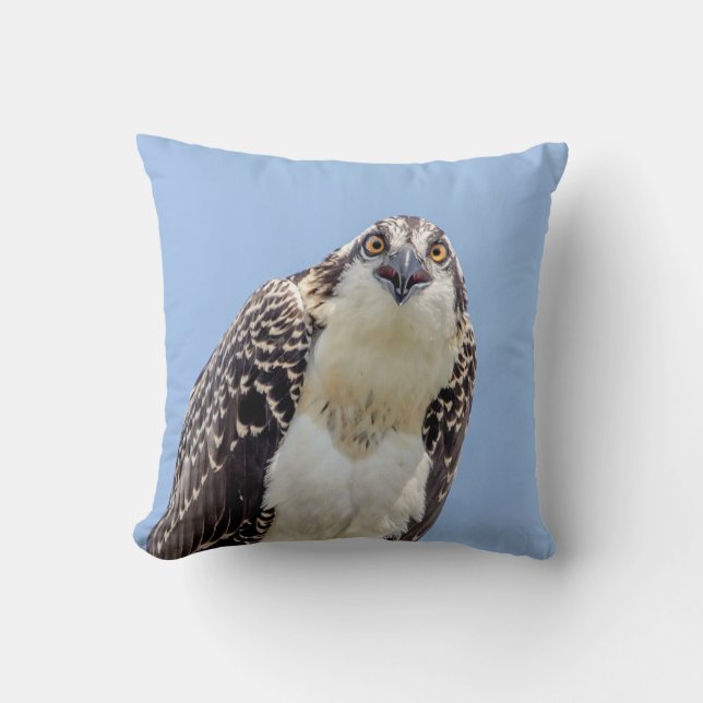 Closeup of a Juvenile Osprey Cushion (Front)