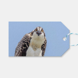 Closeup of a Juvenile Osprey Gift Tags