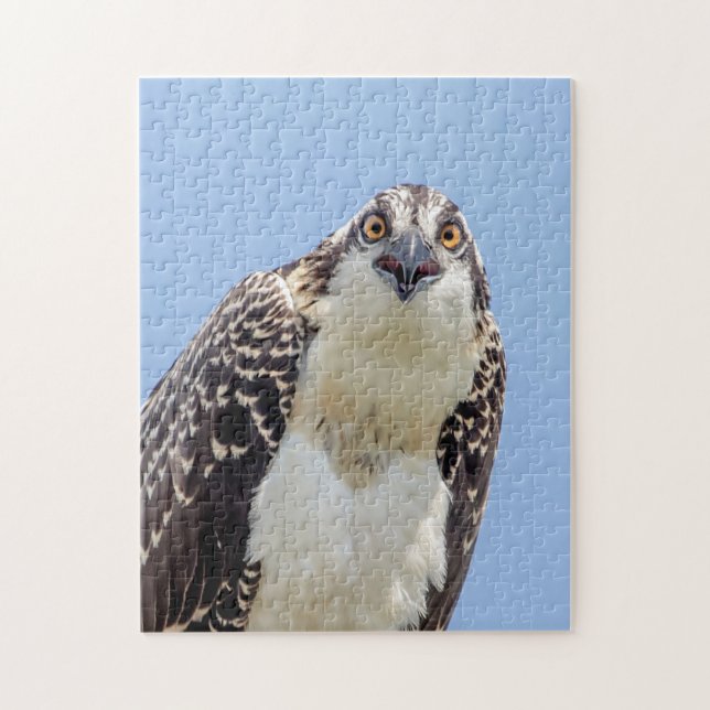 Closeup of a Juvenile Osprey Jigsaw Puzzle (Vertical)