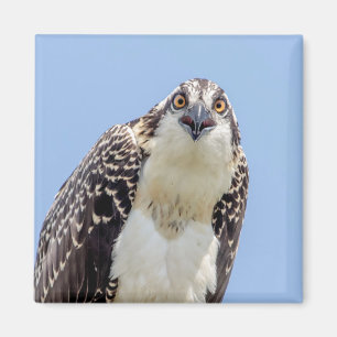 Closeup of a Juvenile Osprey Magnet
