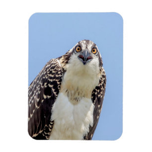 Closeup of a Juvenile Osprey Magnet
