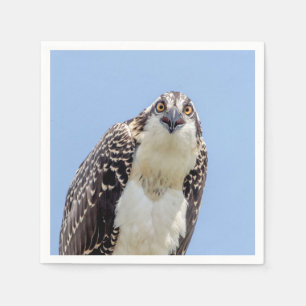 Closeup of a Juvenile Osprey Napkin