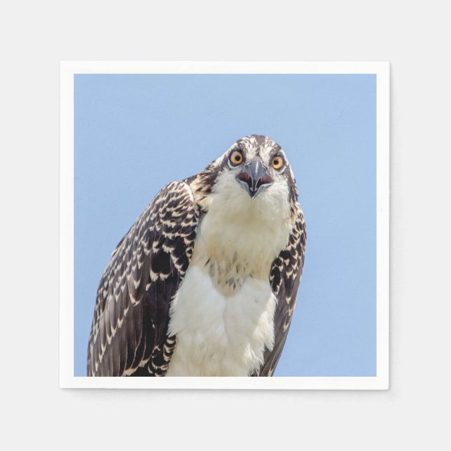 Closeup of a Juvenile Osprey Napkin (Front)