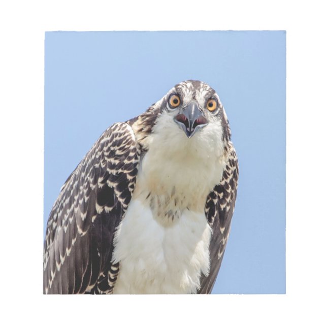 Closeup of a Juvenile Osprey Notepad (Front)