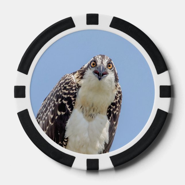 Closeup of a Juvenile Osprey Poker Chips (Front)