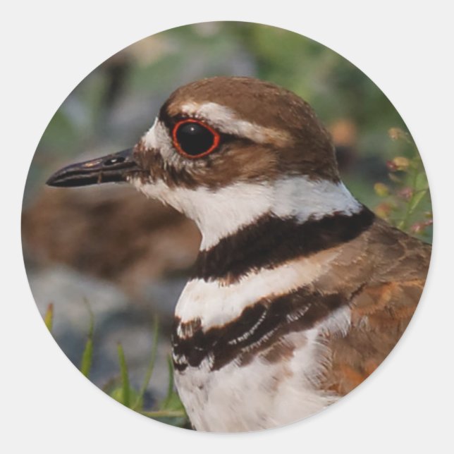Closeup of a Killdeer Classic Round Sticker (Front)