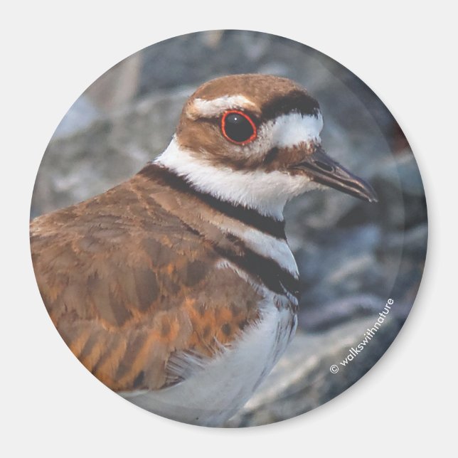 Closeup of a Killdeer Shorebird on the Rocks Magnet (Front)
