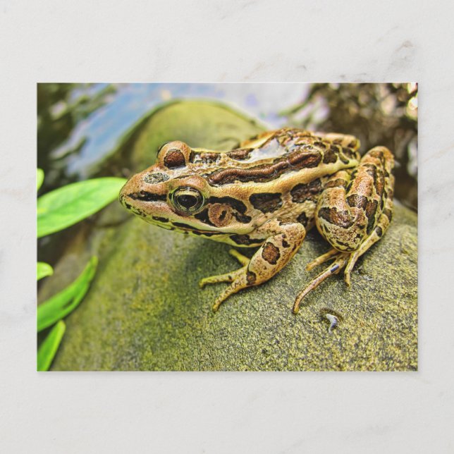 Closeup of a Pickerel Frog Postcard (Front)