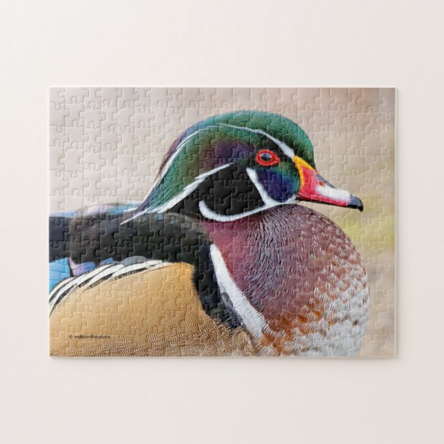 Closeup of a Stunning Wood Duck Jigsaw Puzzle (Horizontal)