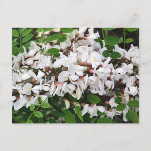 Closeup of acacia flowers postcard
