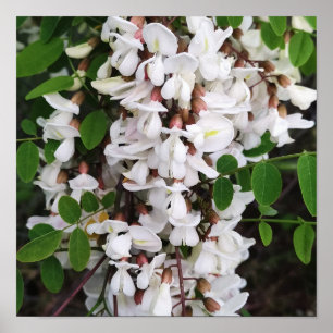 Closeup of acacia flowers poster