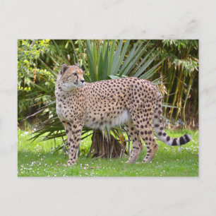 Closeup of African Cheetah Postcard