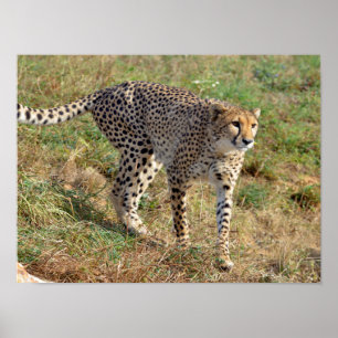 Closeup of African Cheetah Poster