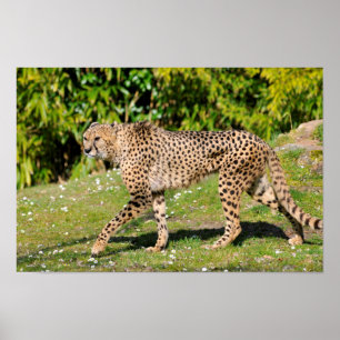 Closeup of African Cheetah Poster