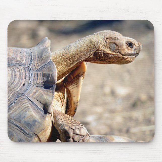 Closeup of African spurred tortoise Mouse Pad (Front)