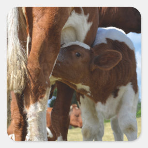 Closeup of calf suckling square sticker