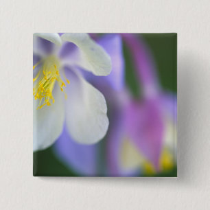 Closeup of Colorado Columbine flower. 15 Cm Square Badge