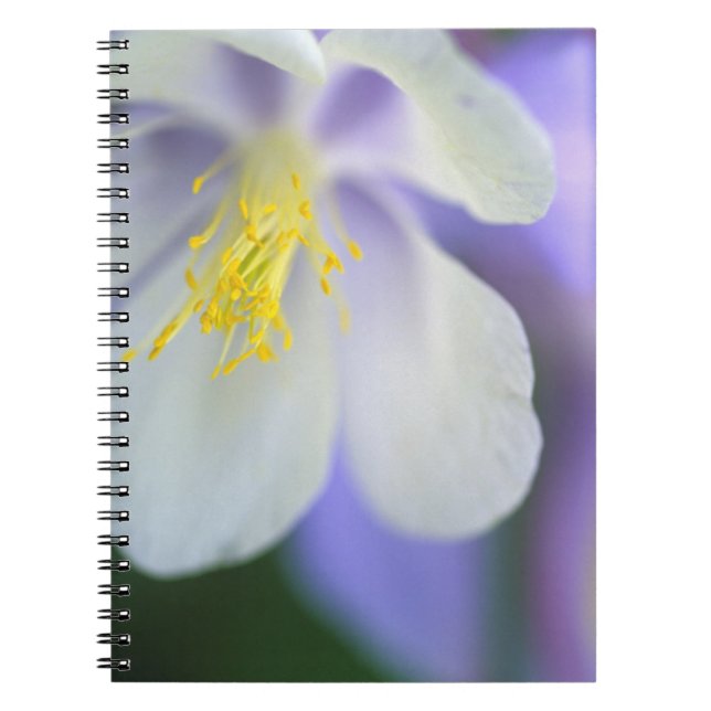 Closeup of Colorado Columbine flower. Notebook (Front)