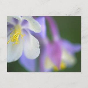 Closeup of Colorado Columbine flower. Postcard