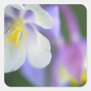 Closeup of Colorado Columbine flower. Square Sticker