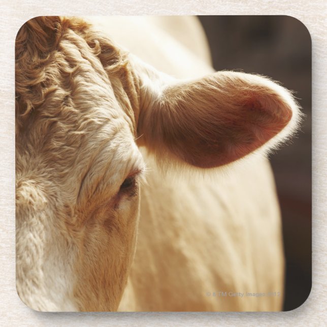 Closeup of cow face coaster (Front)