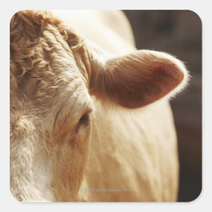 Closeup of cow face square sticker