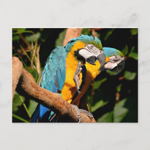 Closeup of  gelbbrustara macaws on branch holiday postcard