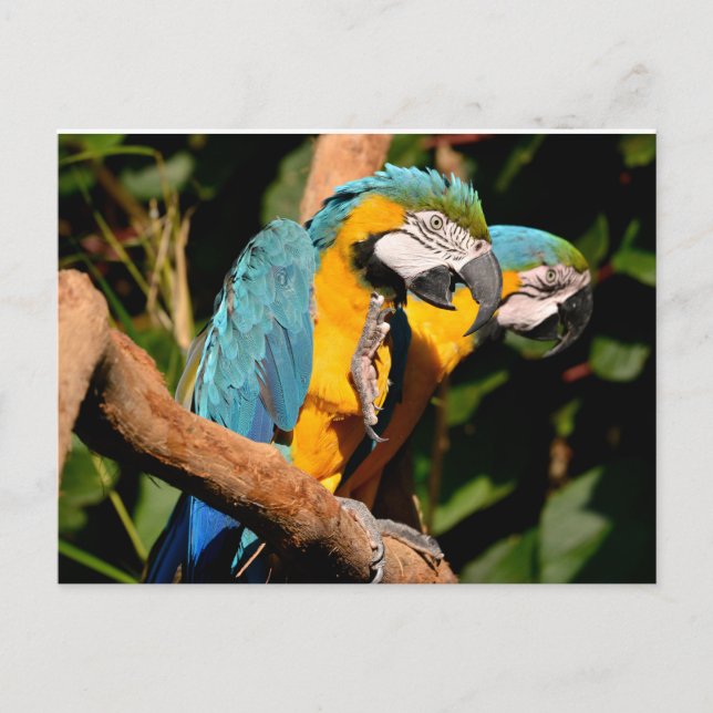 Closeup of  gelbbrustara macaws on branch holiday postcard (Front)
