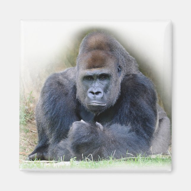 Closeup of gorilla lying on grass magnet (Front)