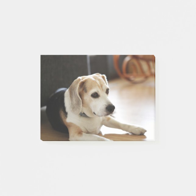 Closeup Of Healthy Beagle Puppy Post-it Notes (Front)
