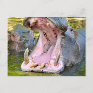 Closeup of hippopotamus open mouth postcard