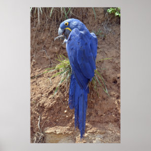 Closeup of Hyacinth macaw Poster