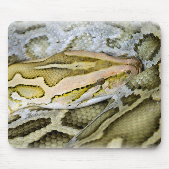 Closeup of Indian python Mouse Pad (Front)
