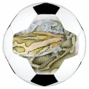 Closeup of Indian python Soccer Ball
