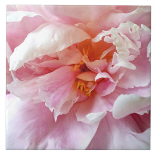 Closeup of Pale Pink Peonies Ceramic Tile