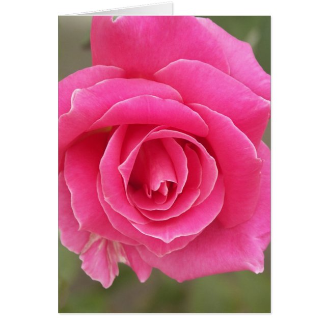 Closeup of pink rose (Front)