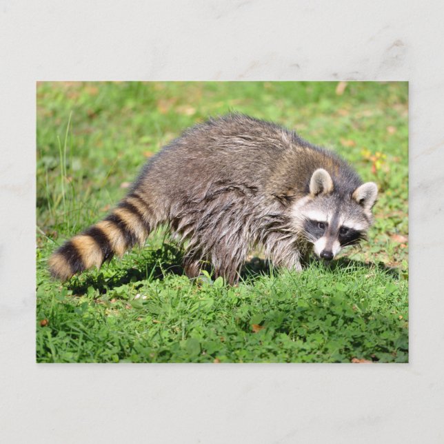 Closeup of Racoon Postcard (Front)
