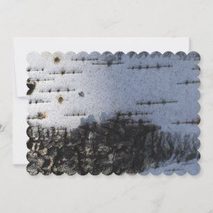 Closeup of the birch bark