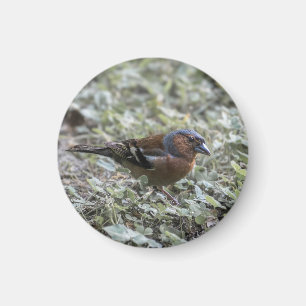 Closeup of the bird on a meadow magnet