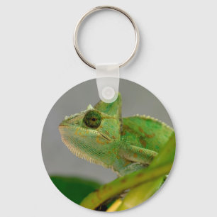 Closeup of veiled chameleon among plants postcard key ring